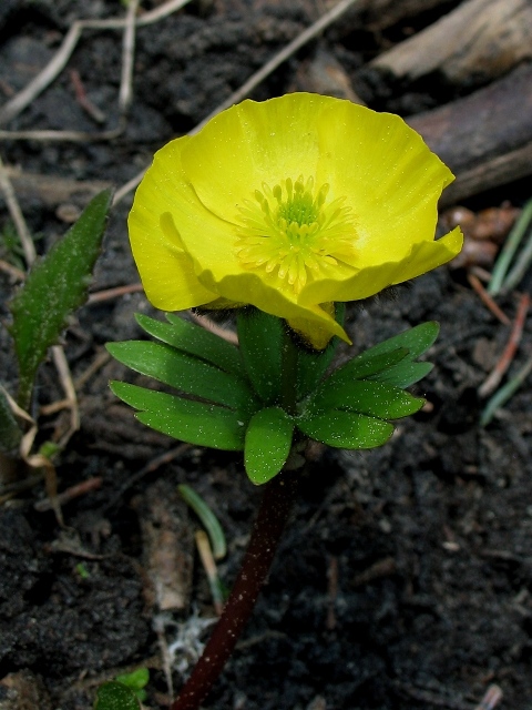Ranunculus macauleyi 